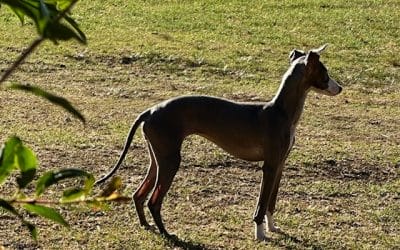 More About The Italian Greyhound Breed