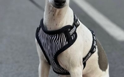 Italian Greyhound Exercise Needs