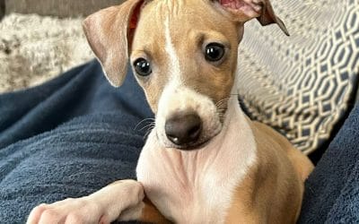 Getting your first Italian Greyhound